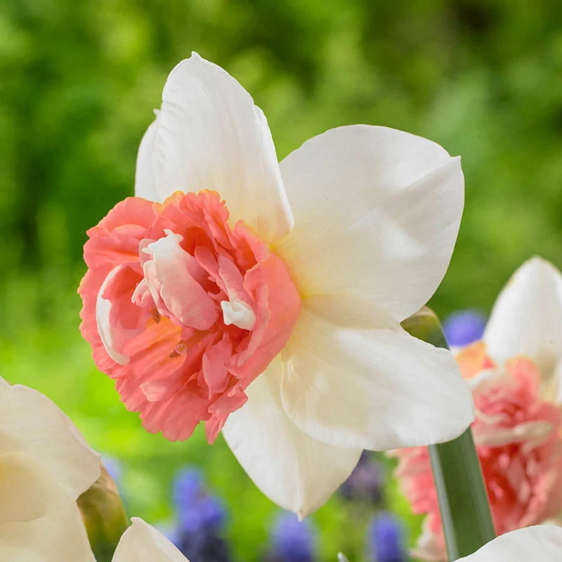 764-candy-princess-daffodil-1.webp