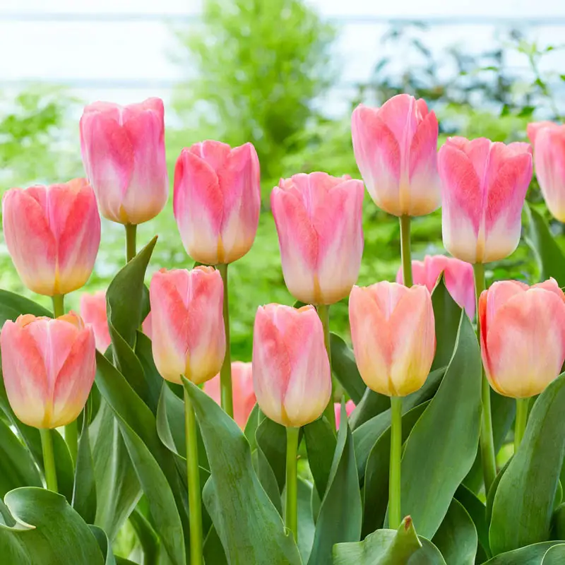 Cool Pink Lemonade Tulip