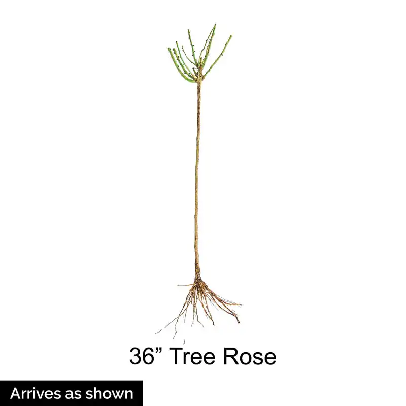 770-neptune-hybrid-tea-rose-1.webp