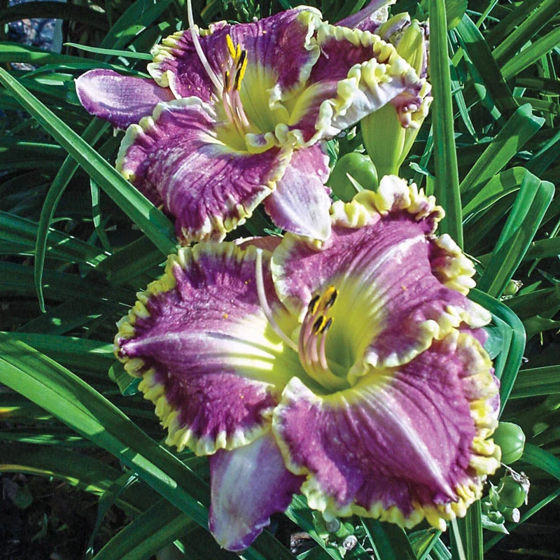 Bestseller Reblooming Daylily 1 778-bestseller-reblooming-daylily-1.webp