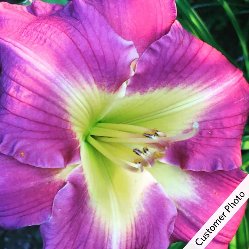 778-bestseller-reblooming-daylily-1.webp