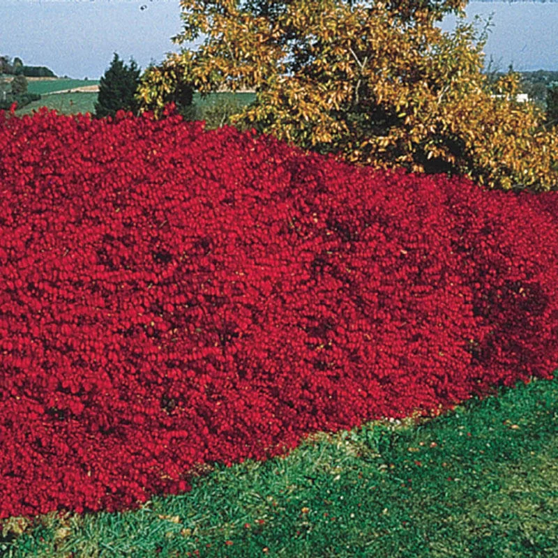 Burning Bush Hedge 1 781-burning-bush-hedge-1.webp
