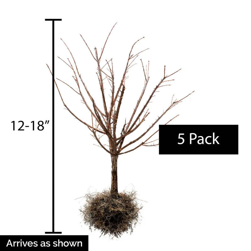 781-burning-bush-hedge-1.webp