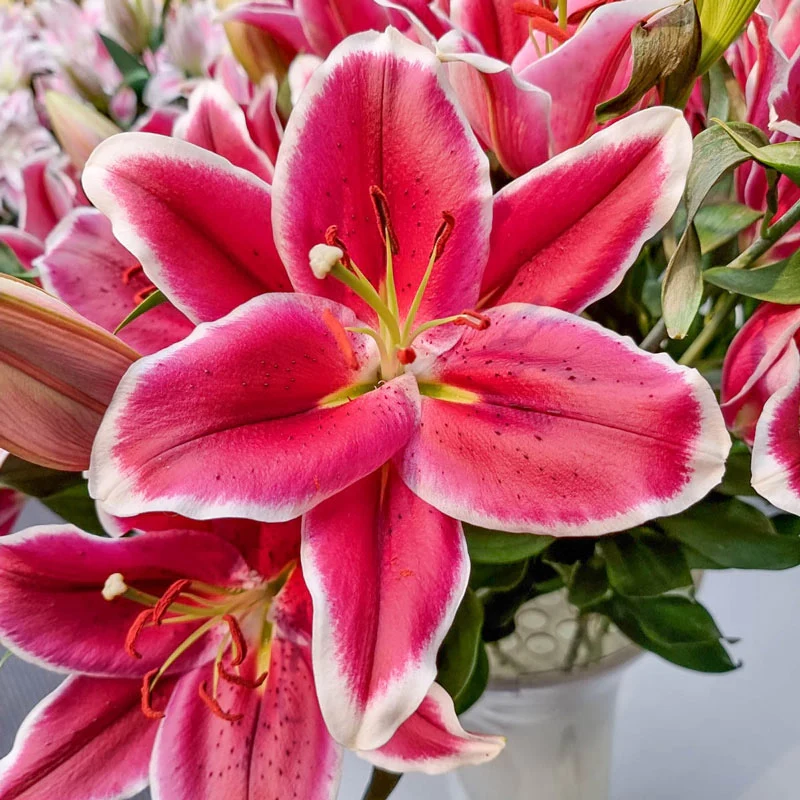 El Capitan Lily TreeÂ®