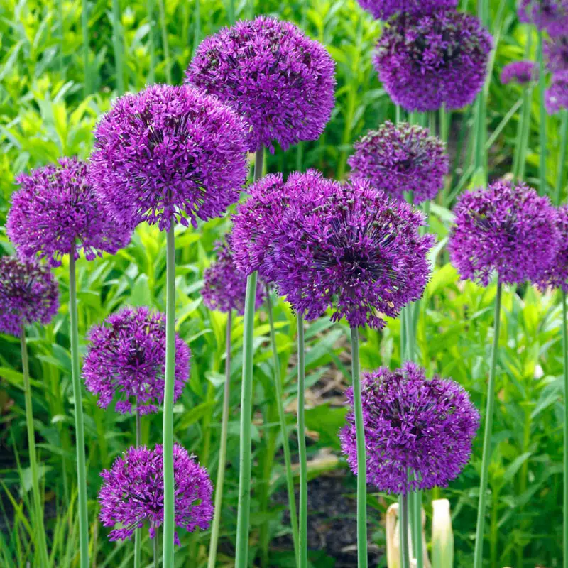 Persian Blueâ¢  Allium