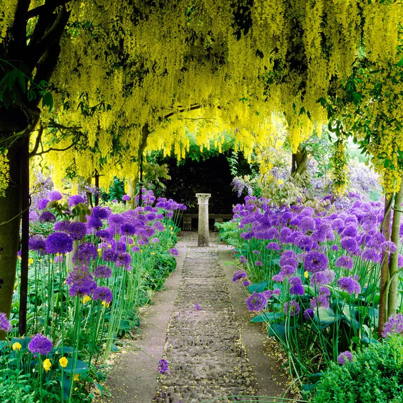 789-persian-blue-allium-1.webp