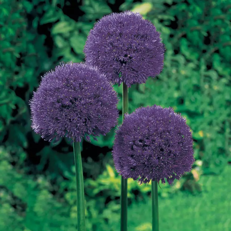 789-persian-blue-allium-1.webp
