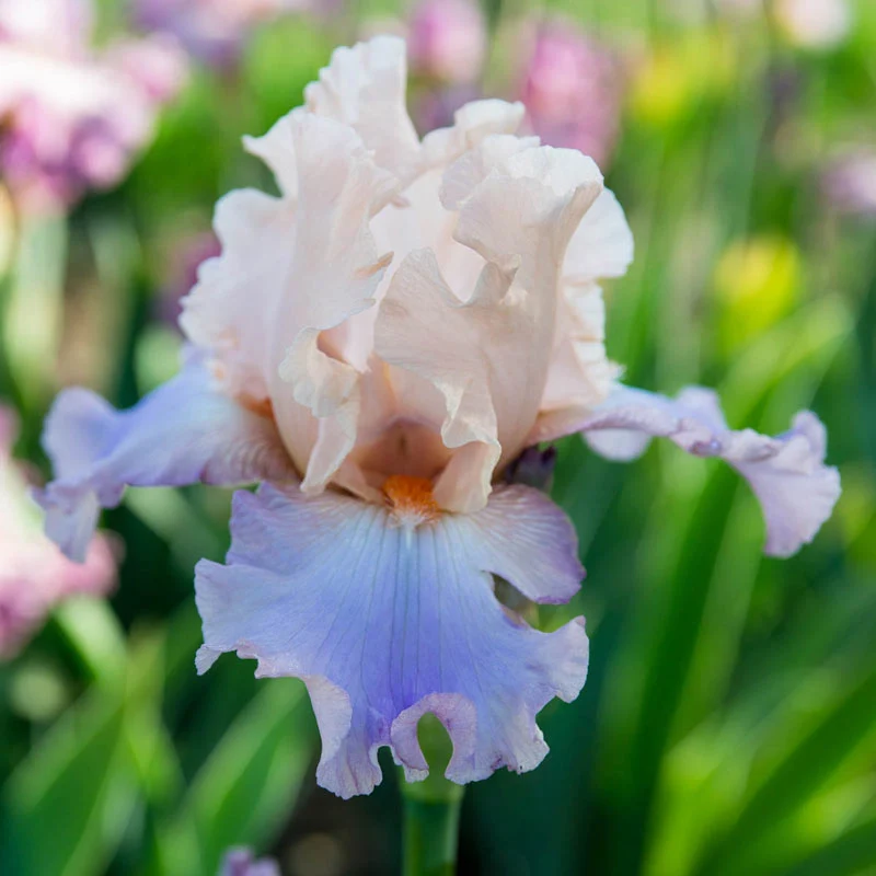 791-chasing-rainbows-bearded-iris-1.webp