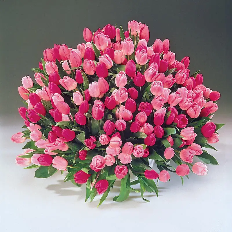 Apple Blossomâ¢  Tulip Mixture