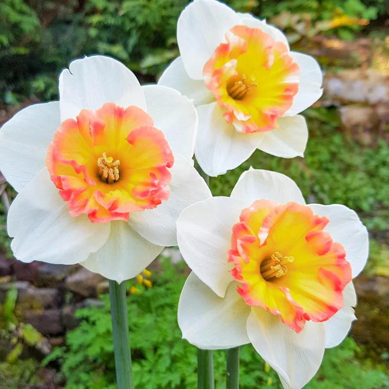 796-pink-sparkler-daffodil-1.webp