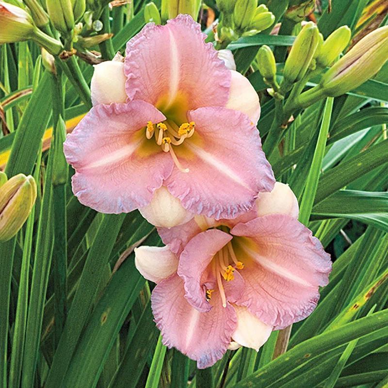 797-bloomfinity-blushing-bluebell-daylily-1.webp