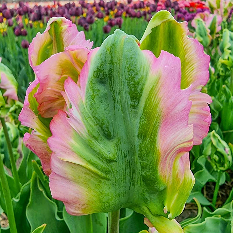 Green Wave Parrot Tulip