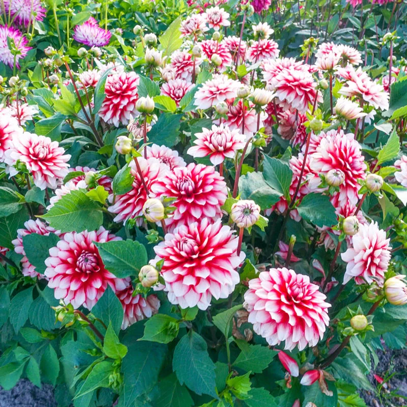 802-larry-s-love-dahlia-1.webp