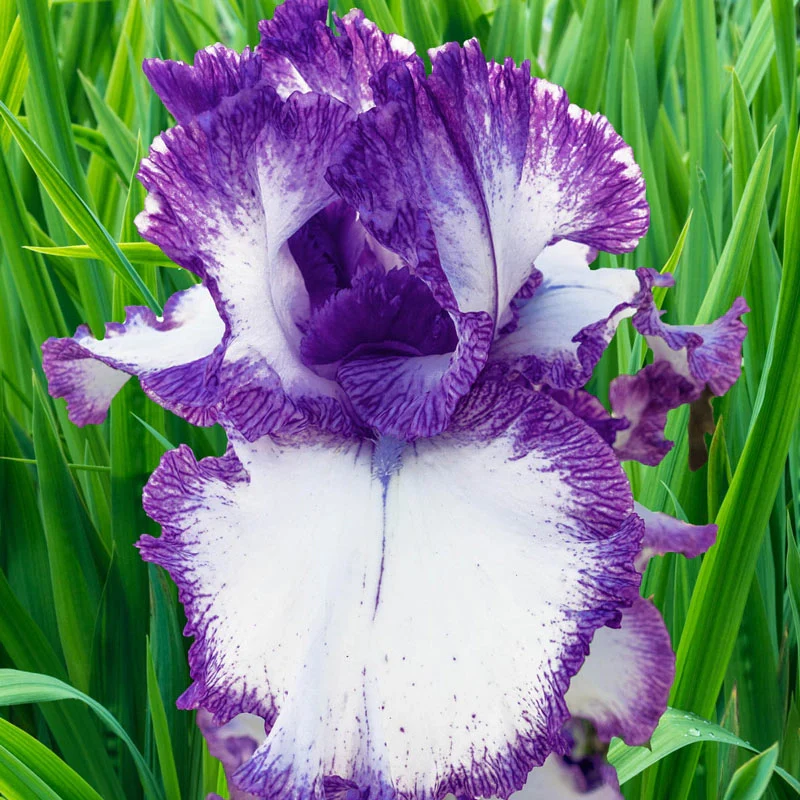 Presby's Crown Jewel Bearded Iris