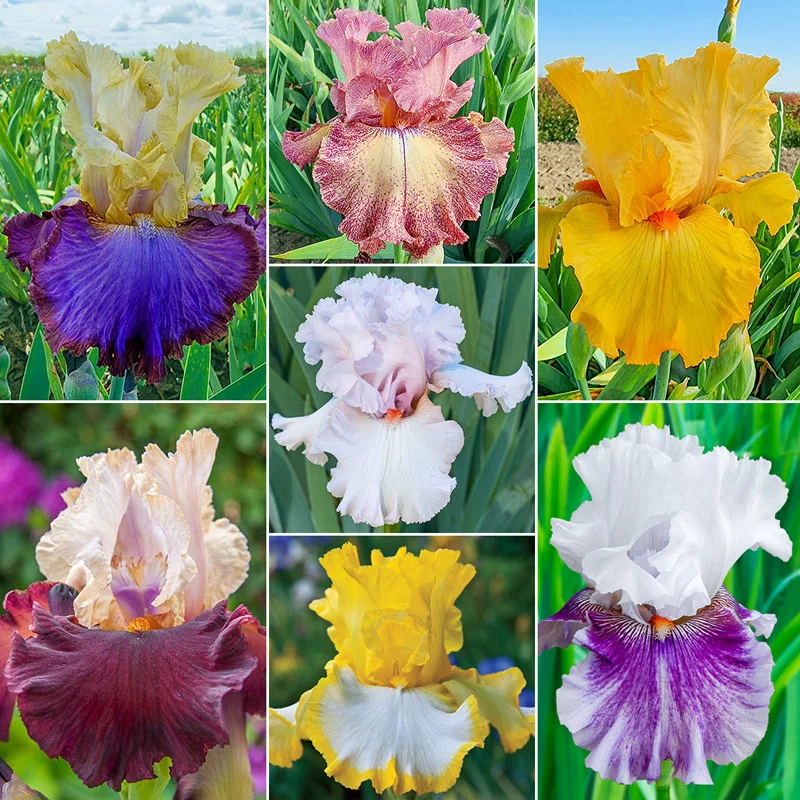 Breck'sÂ® Rainbow Iris Collection