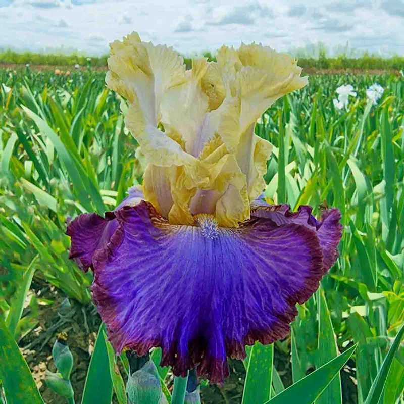 804-breck-s-rainbow-iris-collection-1.webp