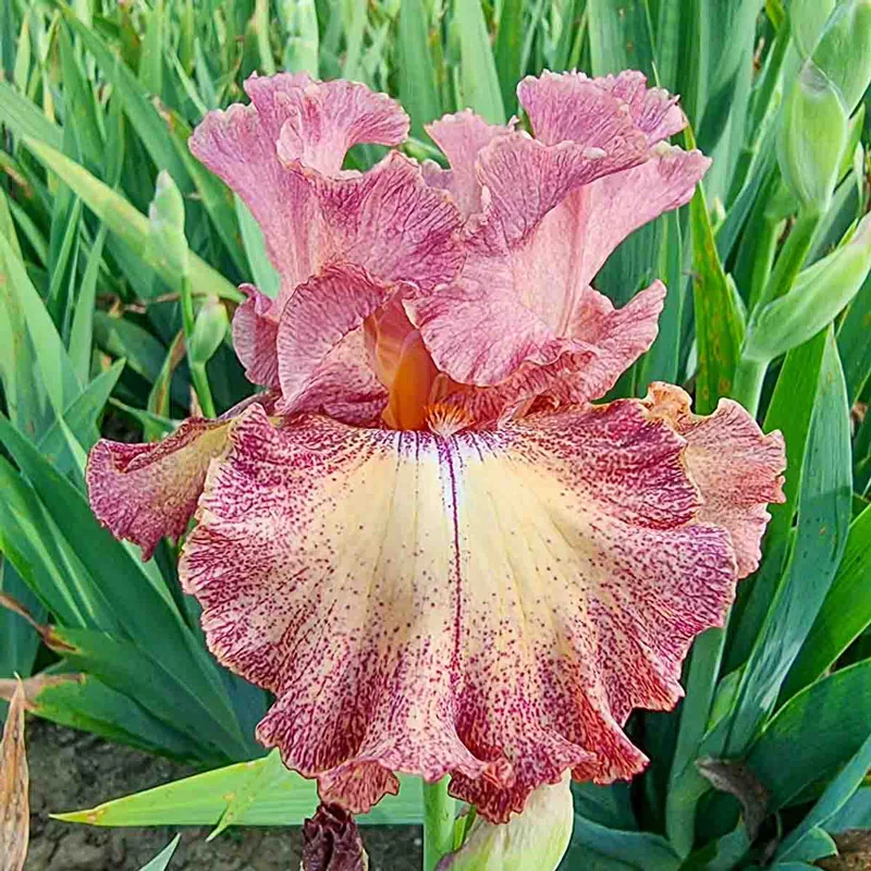 804-breck-s-rainbow-iris-collection-1.webp