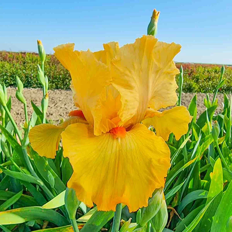 804-breck-s-rainbow-iris-collection-1.webp