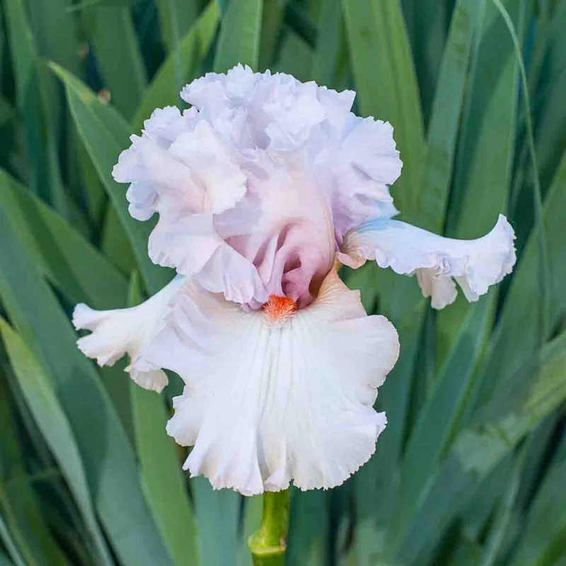 804-breck-s-rainbow-iris-collection-1.webp
