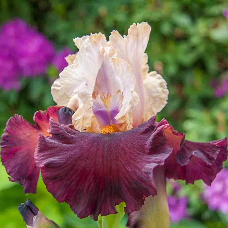 804-breck-s-rainbow-iris-collection-1.webp