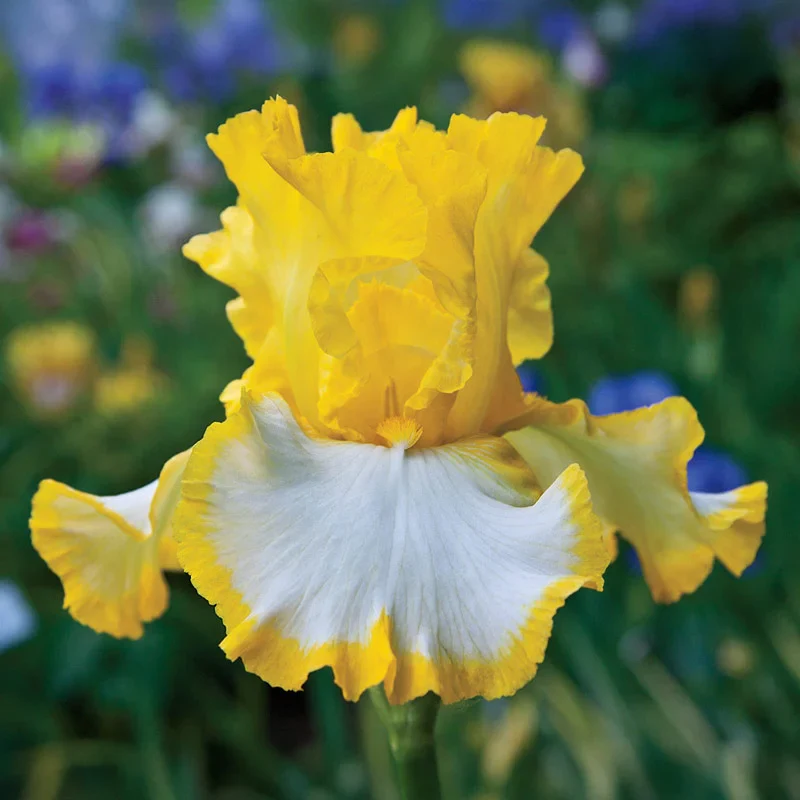 804-breck-s-rainbow-iris-collection-1.webp