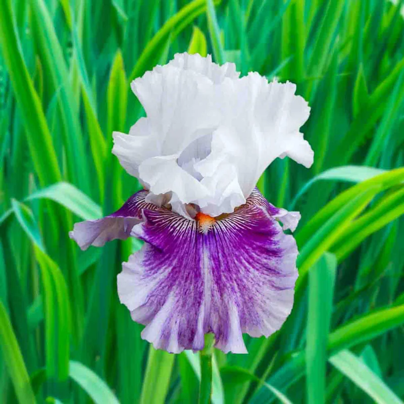 804-breck-s-rainbow-iris-collection-1.webp