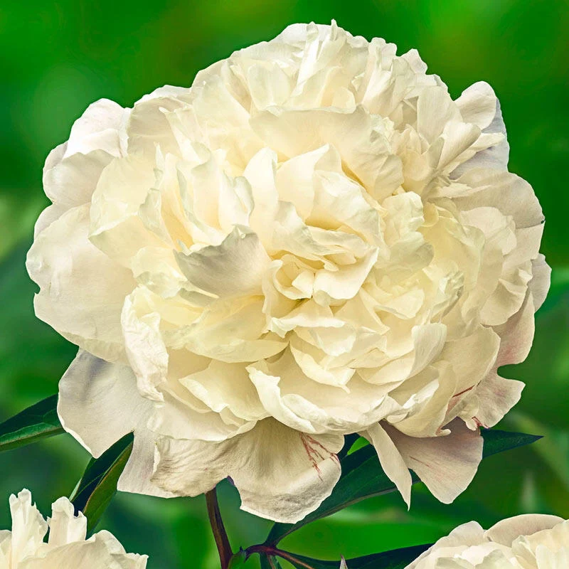 806-marie-lemoine-peony-1.webp