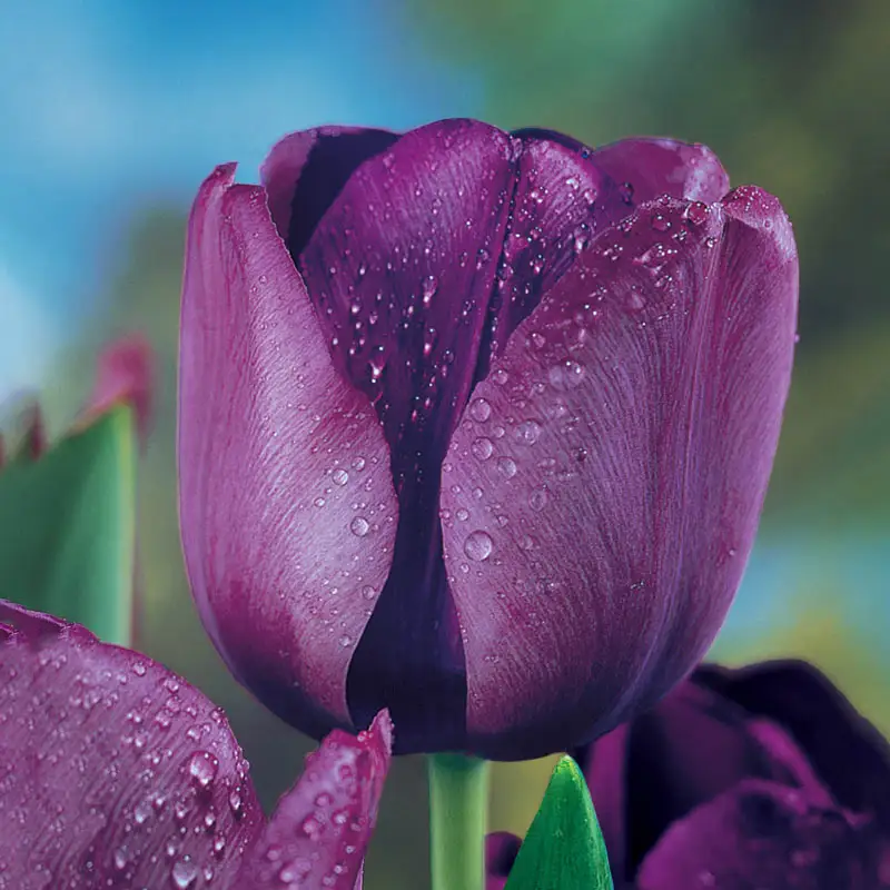 Negrita Tulip