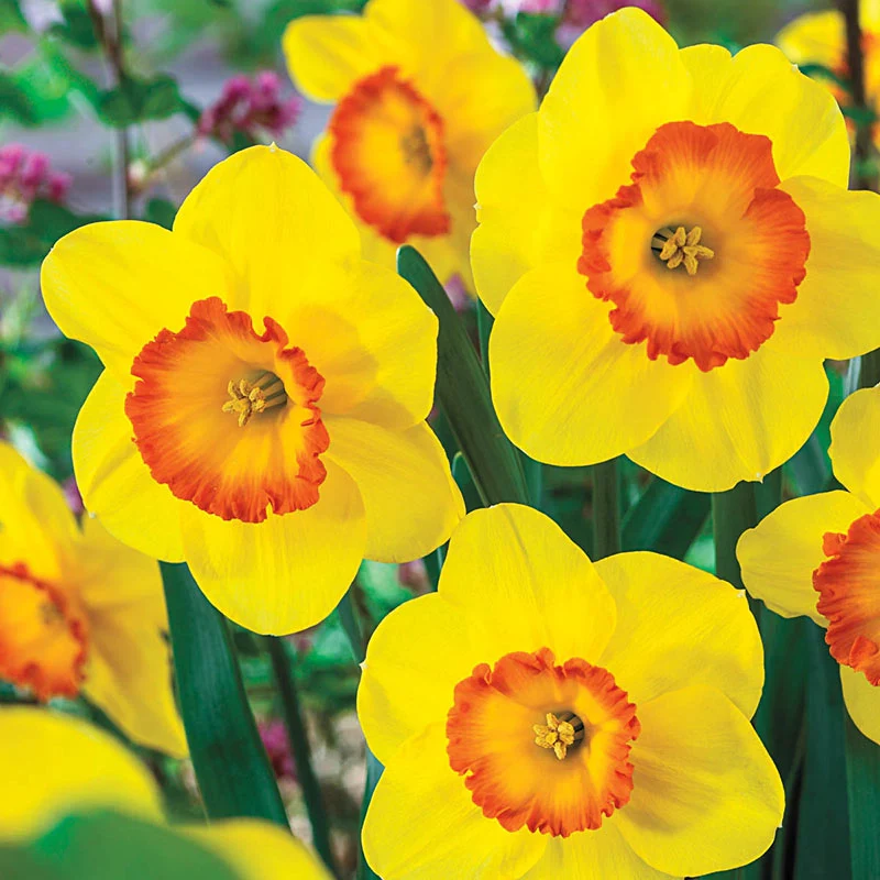 811-award-winning-daffodil-collection-1.webp