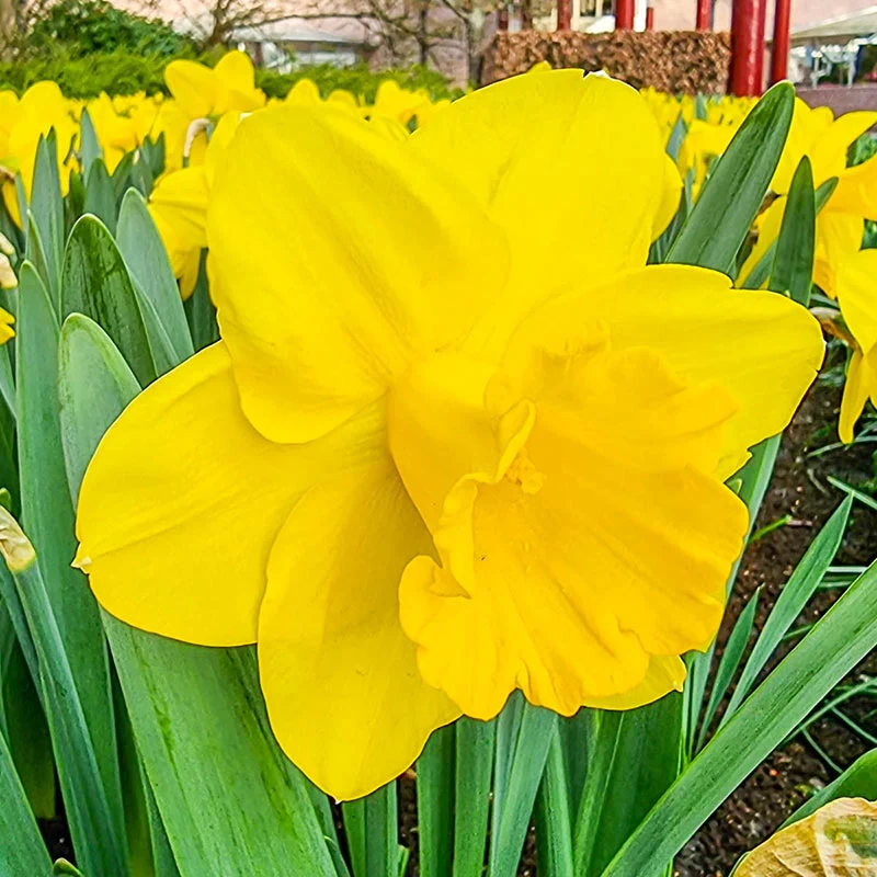 811-award-winning-daffodil-collection-1.webp