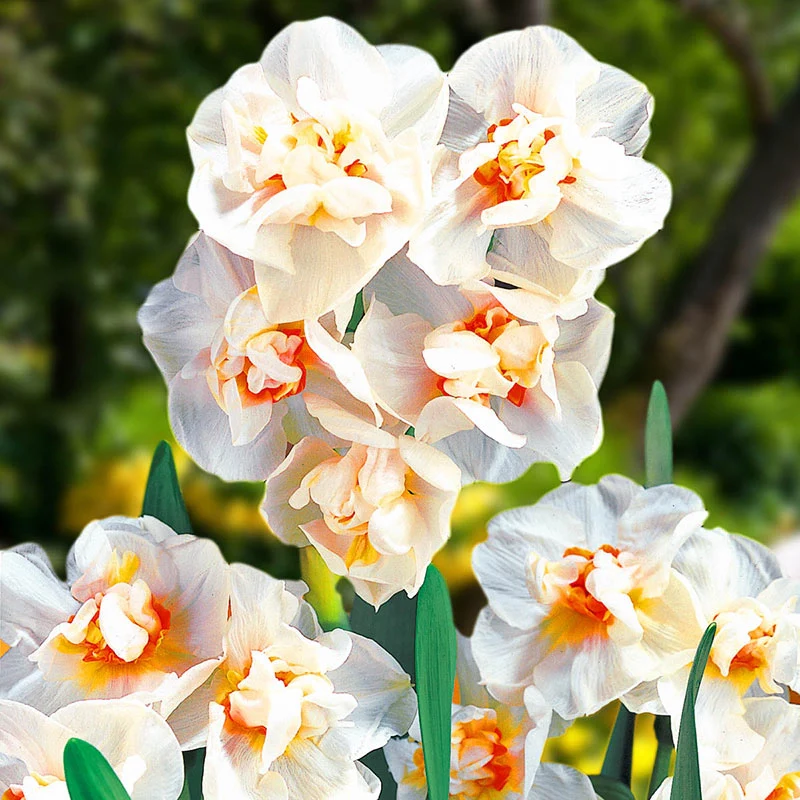811-award-winning-daffodil-collection-1.webp