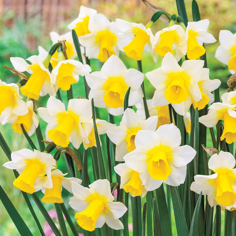 811-award-winning-daffodil-collection-1.webp