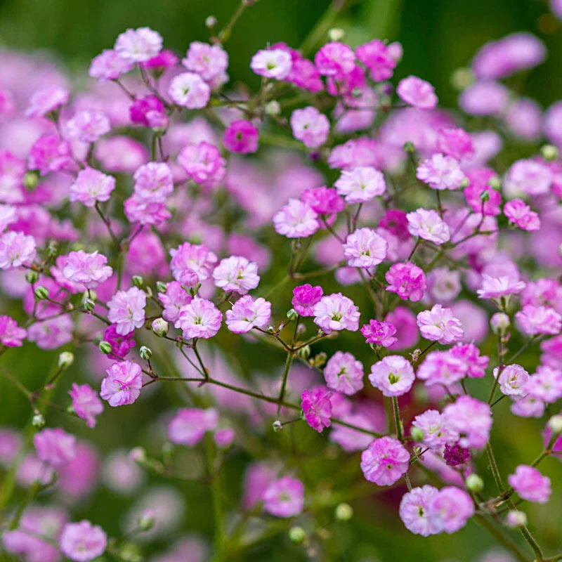 Flamingo Baby's Breath