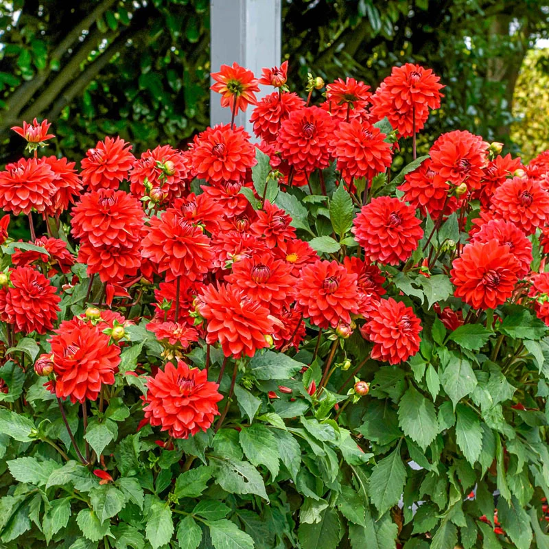 821-red-carpet-border-dahlia–1.webp