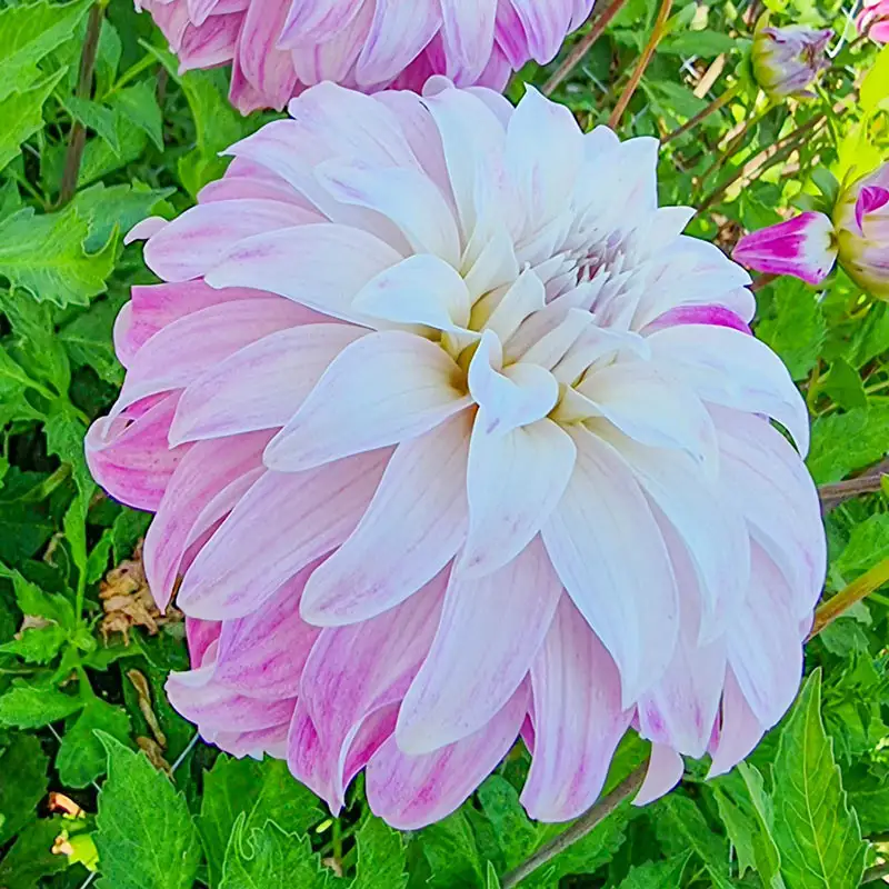 Pink Petticoat Dahlia