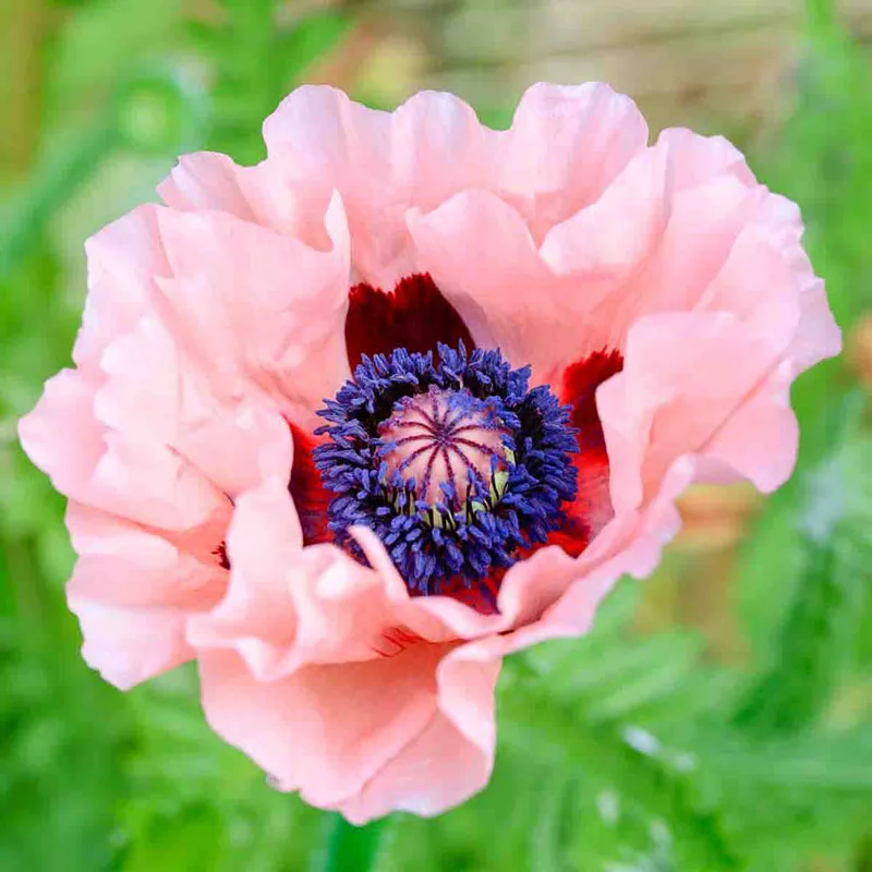 825-mrs-perry-oriental-poppy-1.webp