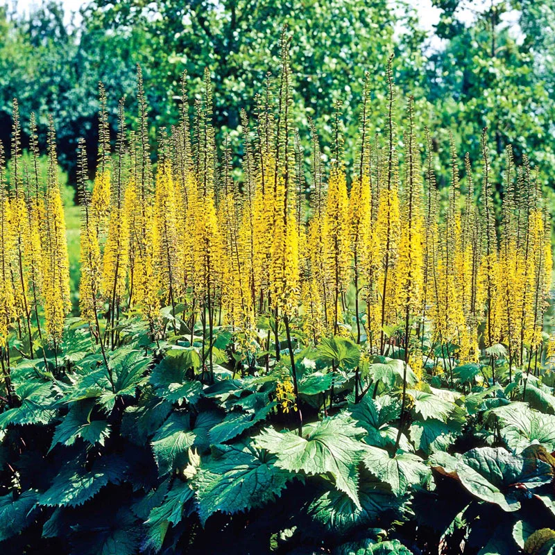 826-leopard-plant-1.webp