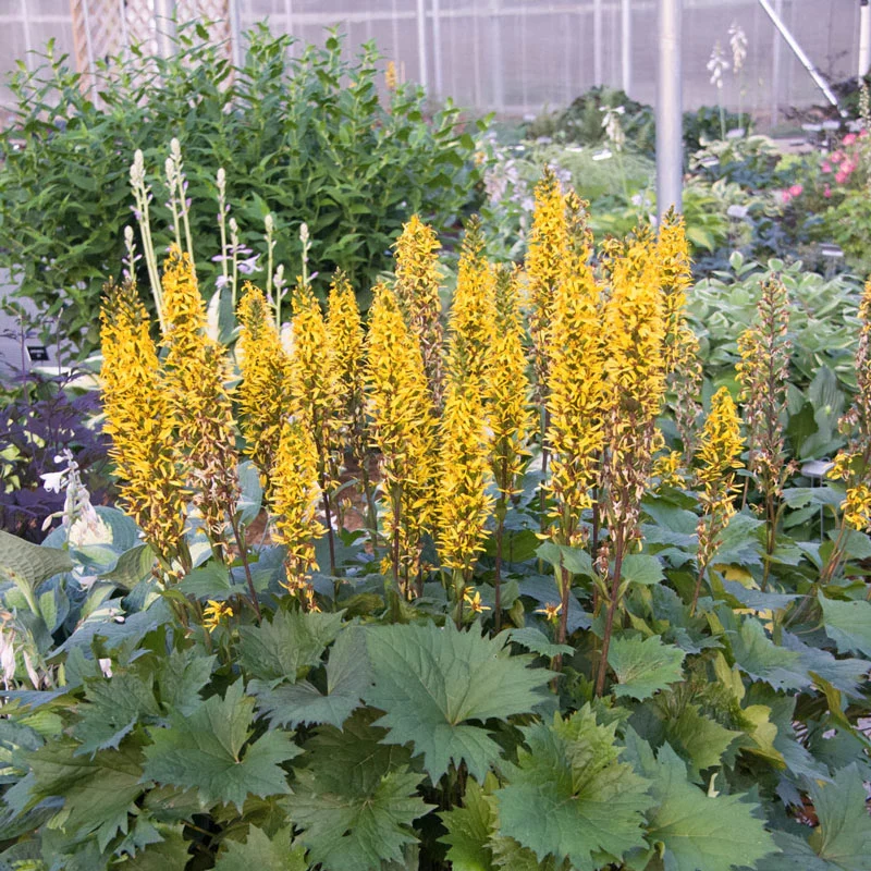 826-leopard-plant-1.webp