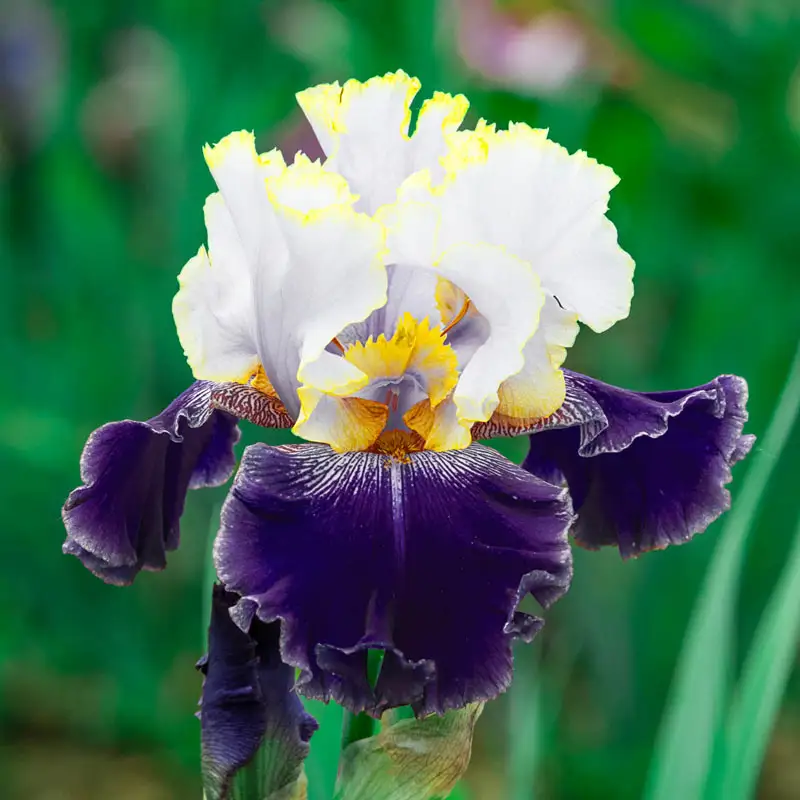 Slovak Prince Bearded Iris