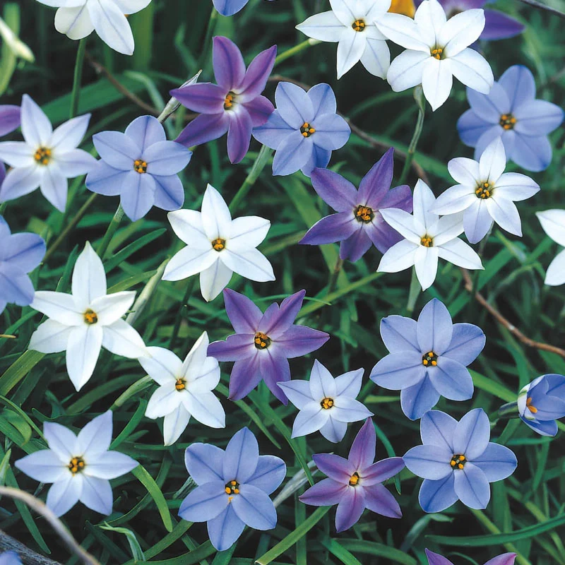 828-2-months-of-delft-spring-starflower-mixture-1.webp