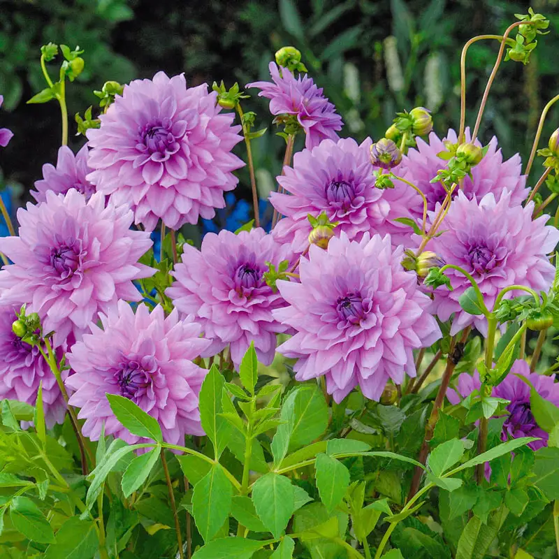 Blue Boy Dahlia