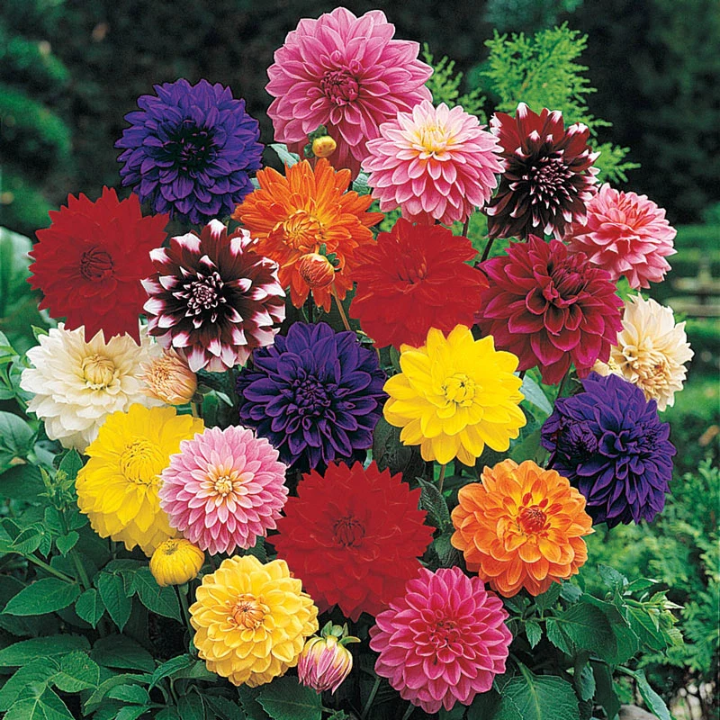 Decorative Dahlia Mixture Super SakÂ®