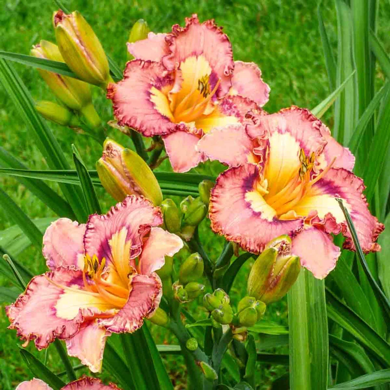 Brouhaha Reblooming Daylily