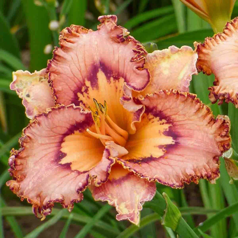Brouhaha Reblooming Daylily