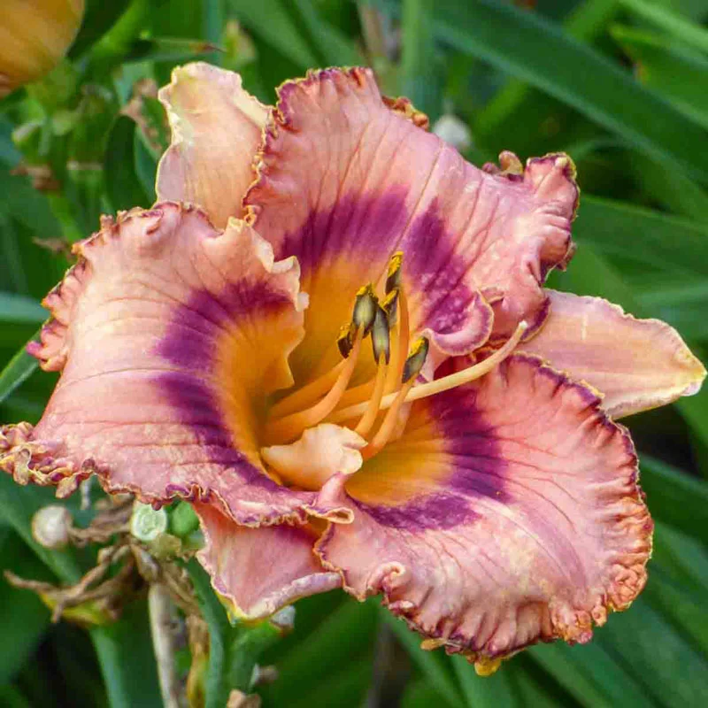 833-brouhaha-reblooming-daylily-1.webp