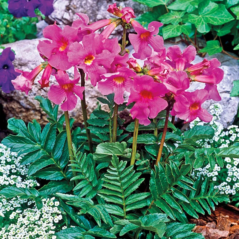 835-flowering-fern–1.webp