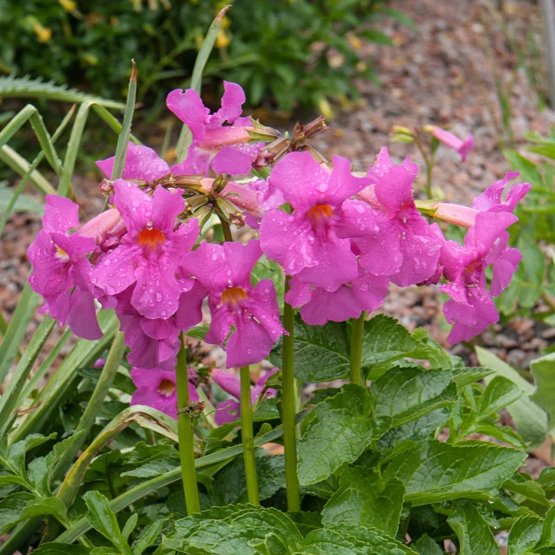 835-flowering-fern–1.webp