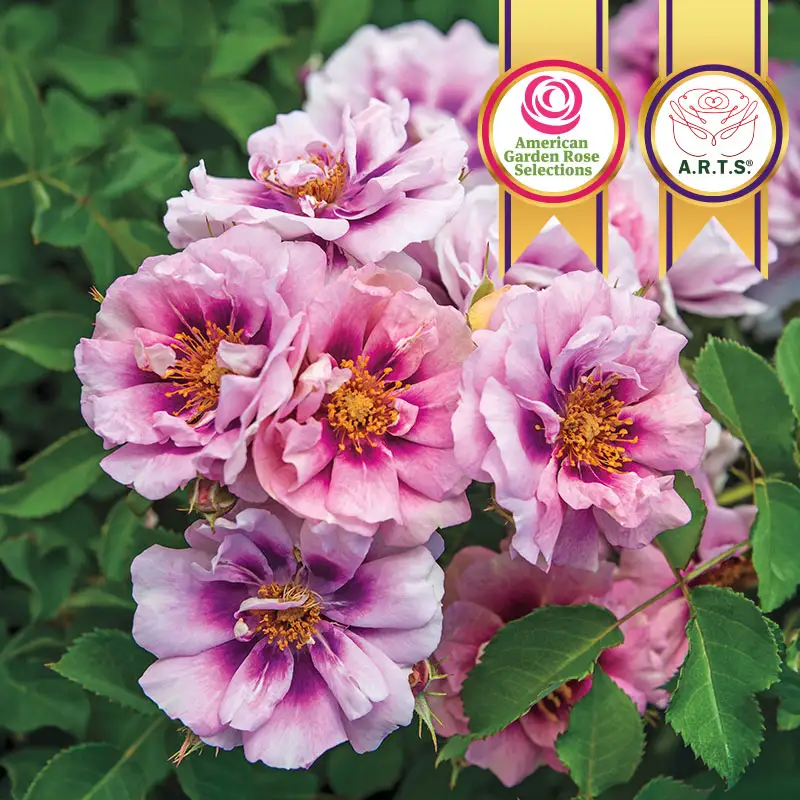 Easy on the Eyesâ¢  Shrub Rose