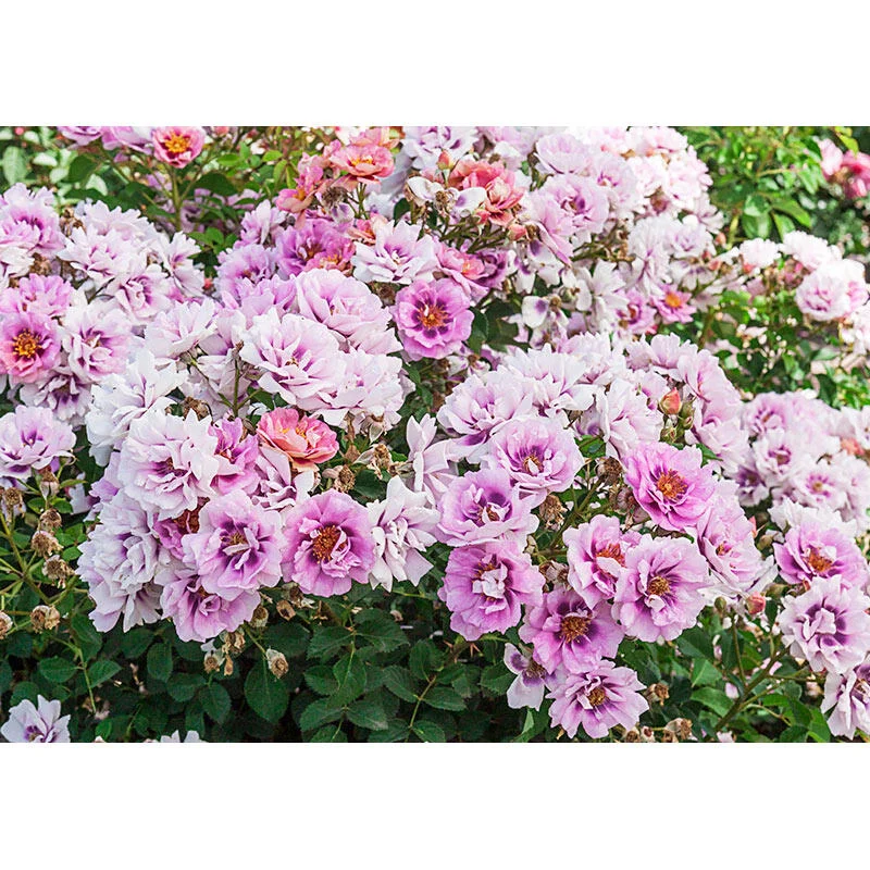Easy on the Eyes⢠Shrub Rose