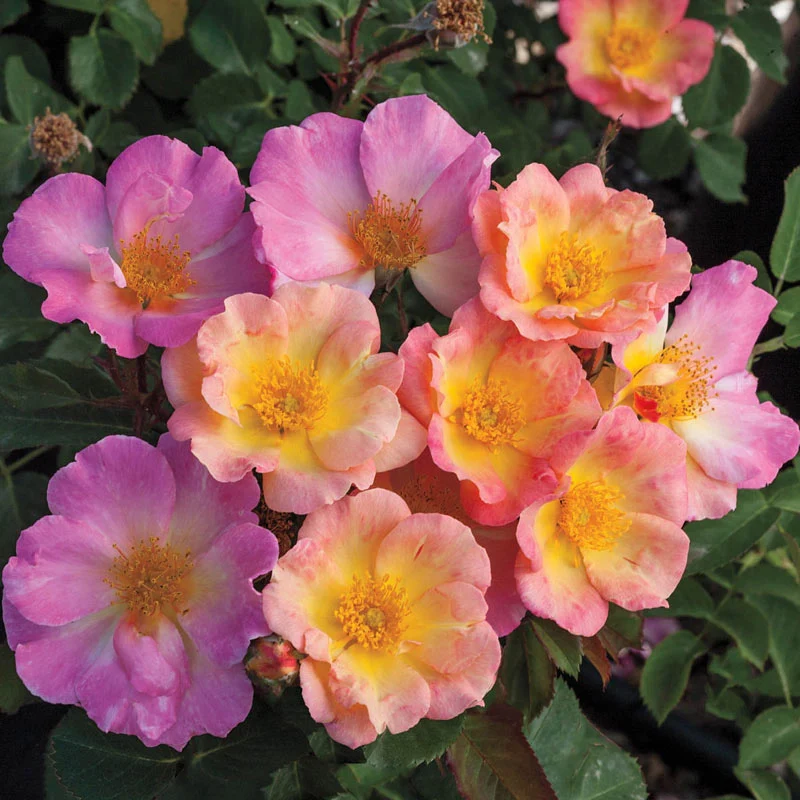 Rainbow Happy Trailsâ¢  Groundcover Rose